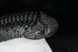 Top Quality Spiny Drotops Armatus Trilobite - #22122-5